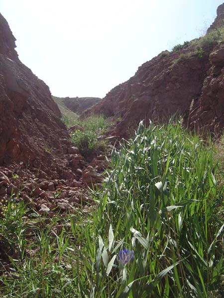 سولی دره